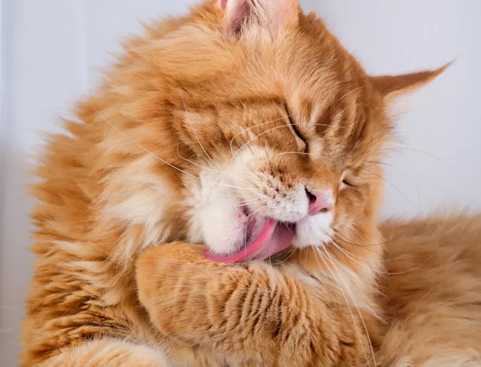 Cat cleaning itself Cat cleaning itself
