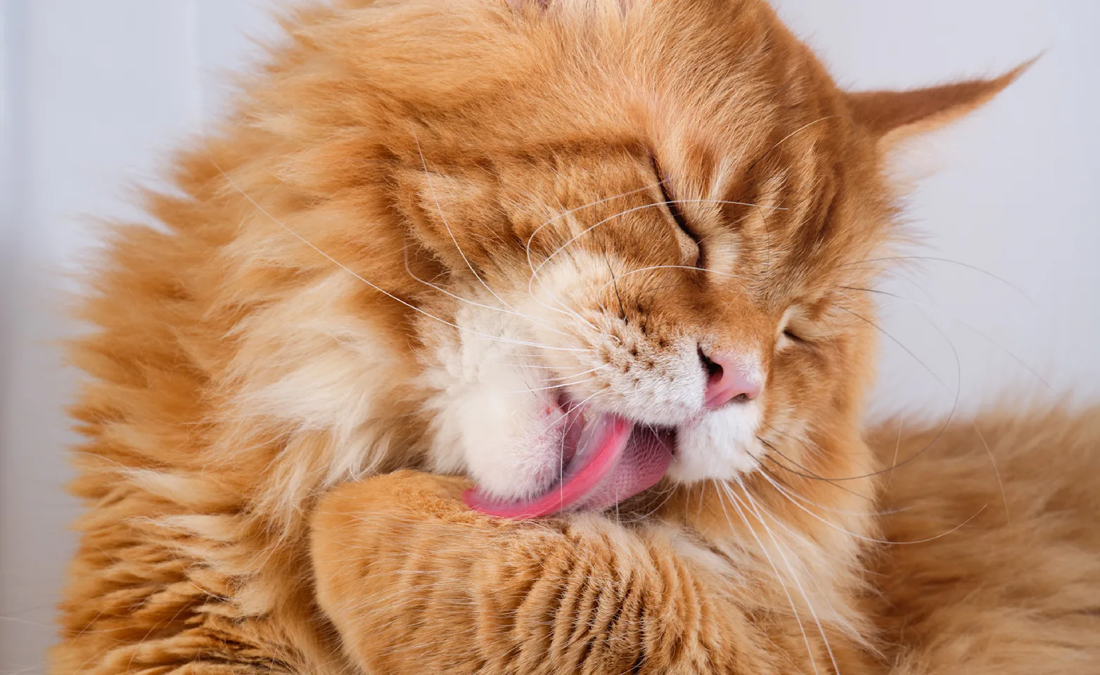 Cat cleaning itself Cat cleaning itself