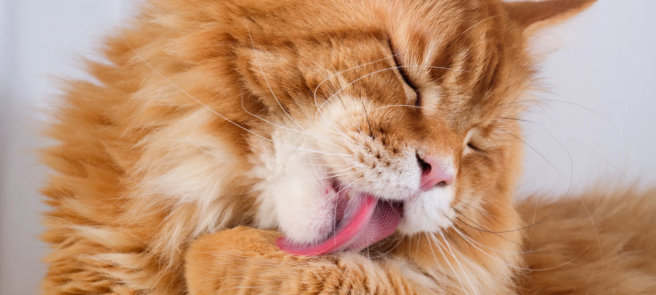 Cat cleaning itself Cat cleaning itself