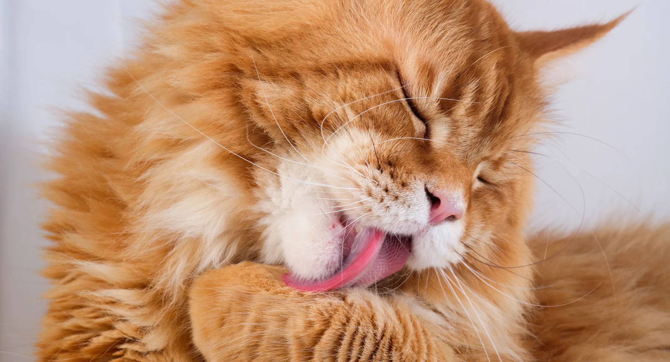 Cat cleaning itself Cat cleaning itself