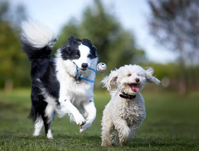 2 dogs running in a field of grass 2 dogs running in a field of grass