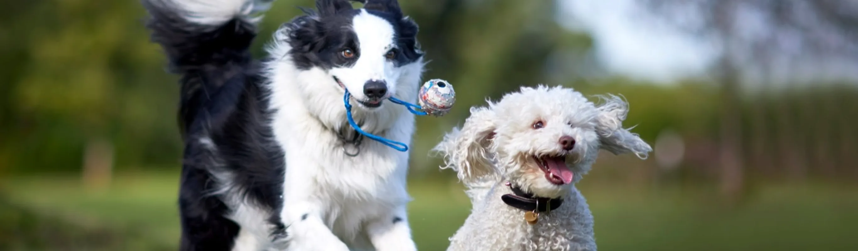 2 dogs running in a field of grass 2 dogs running in a field of grass