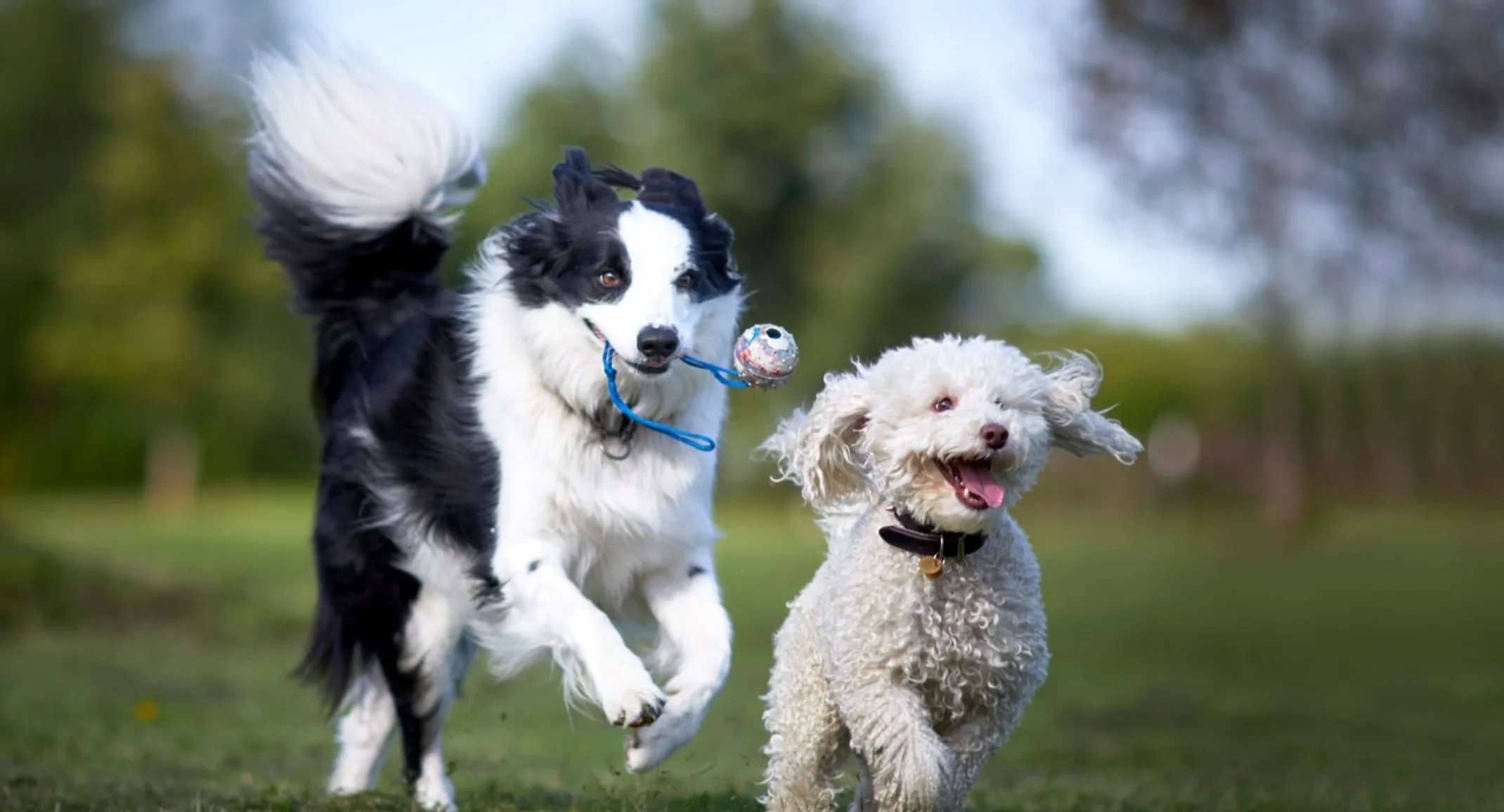 2 dogs running in a field of grass 2 dogs running in a field of grass