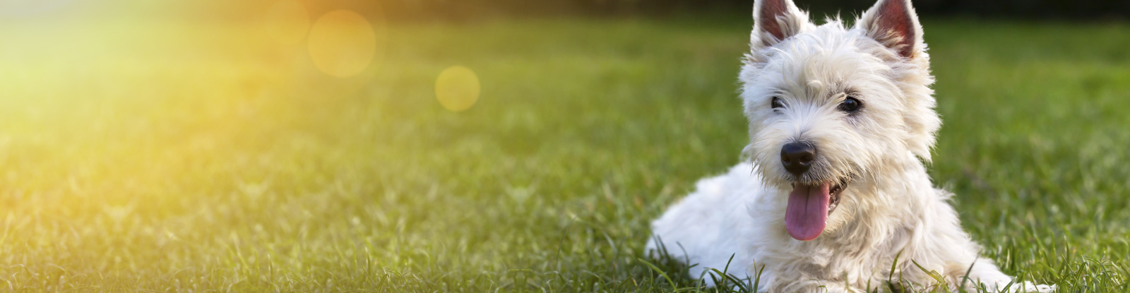 A white dog is panting and laying down on a meadow. 