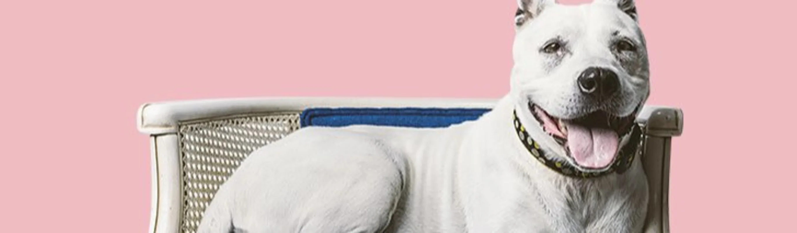 Dog sitting on a couch Dog sitting on a couch