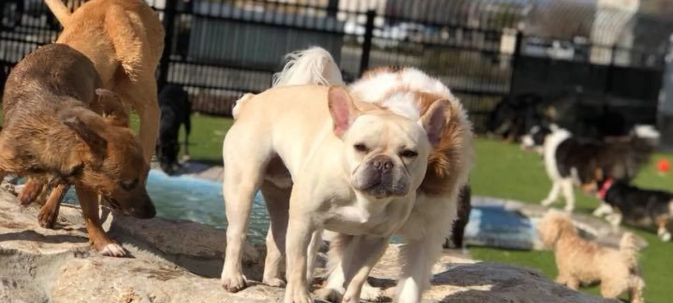 Dogs standing on rock near pool Dogs standing on rock near pool