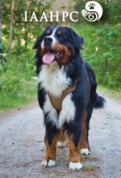 International Association for Animal Hospice and Palliative Care (IAAHPC) Logo with a shaggy calico dog on it International Association for Animal Hospice and Palliative Care (IAAHPC) Logo with a shaggy calico dog on it