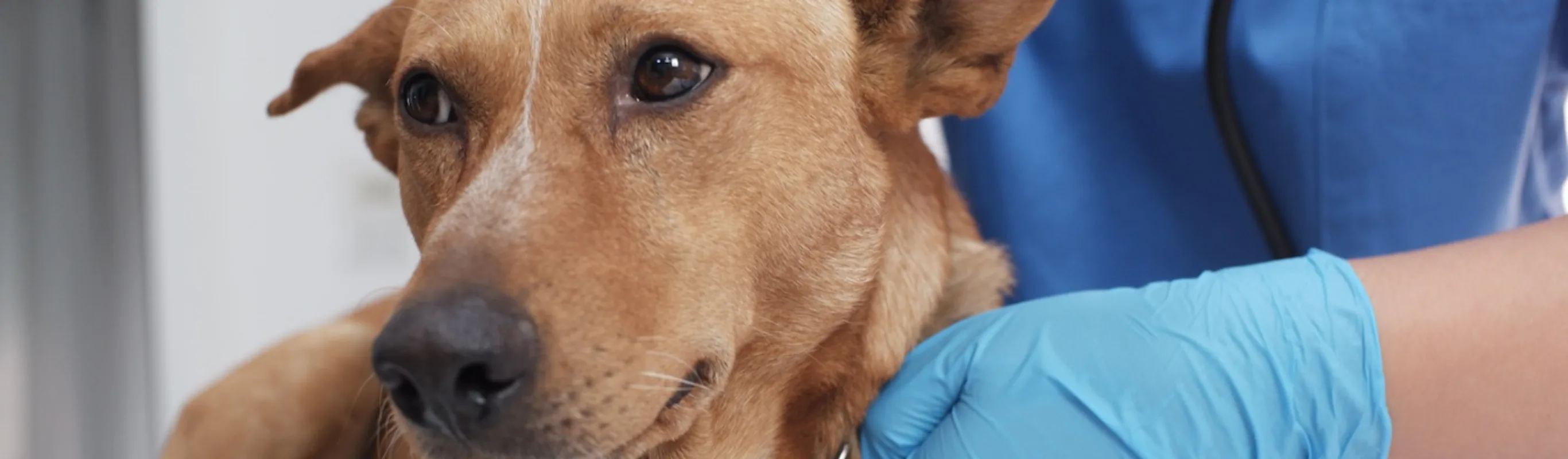 dog lying down being tended to by vet dog lying down being tended to by vet