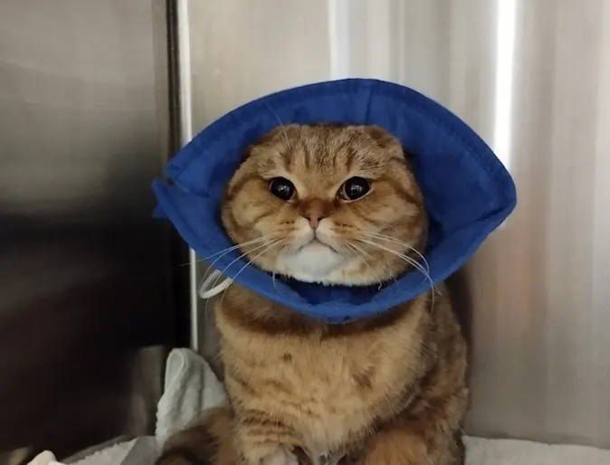 Hospitalized patient (cat) Hospitalized patient (cat)