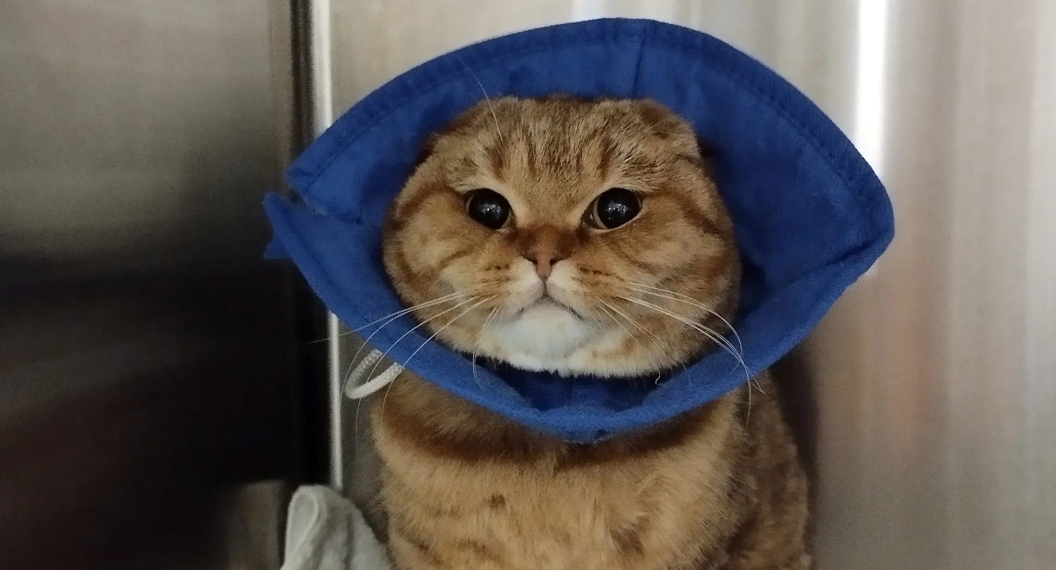Hospitalized patient (cat) Hospitalized patient (cat)