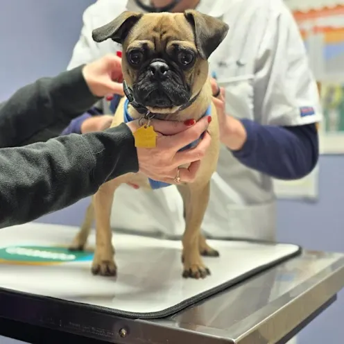 Thorough examinations at every visit. Thorough examinations at every visit.