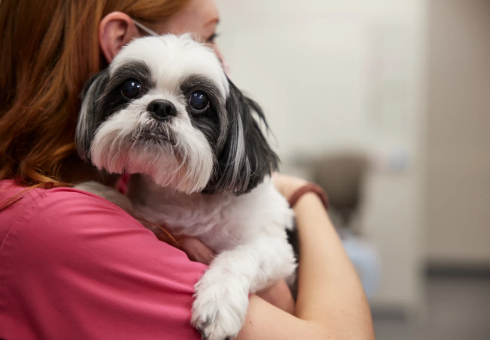 Black and white dog being held Black and white dog being held