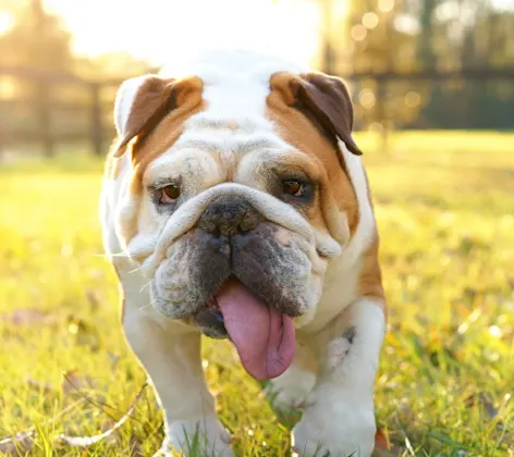 English bulldog walking on grass