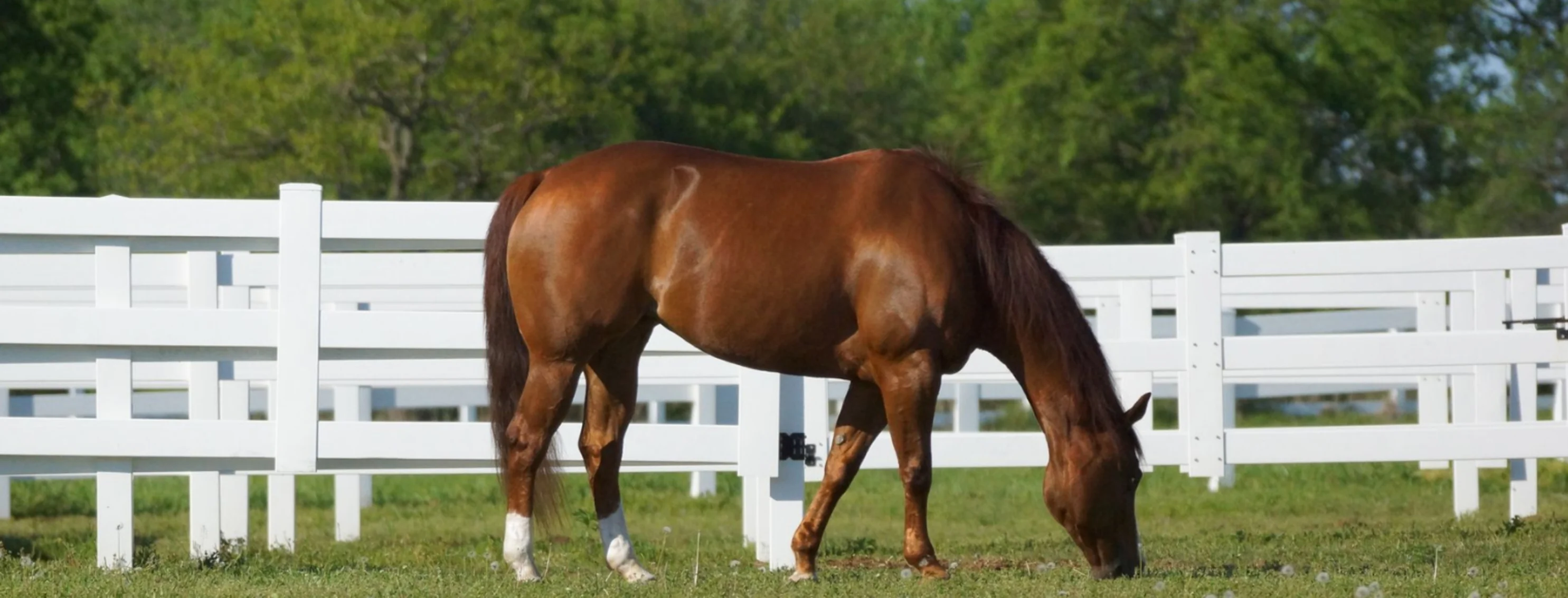 Horse Grazing in Field Horse Grazing in Field