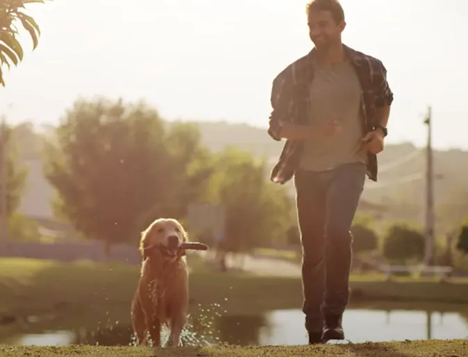 A dog that is wet and holding a stick in its mouth running with a man A dog that is wet and holding a stick in its mouth running with a man