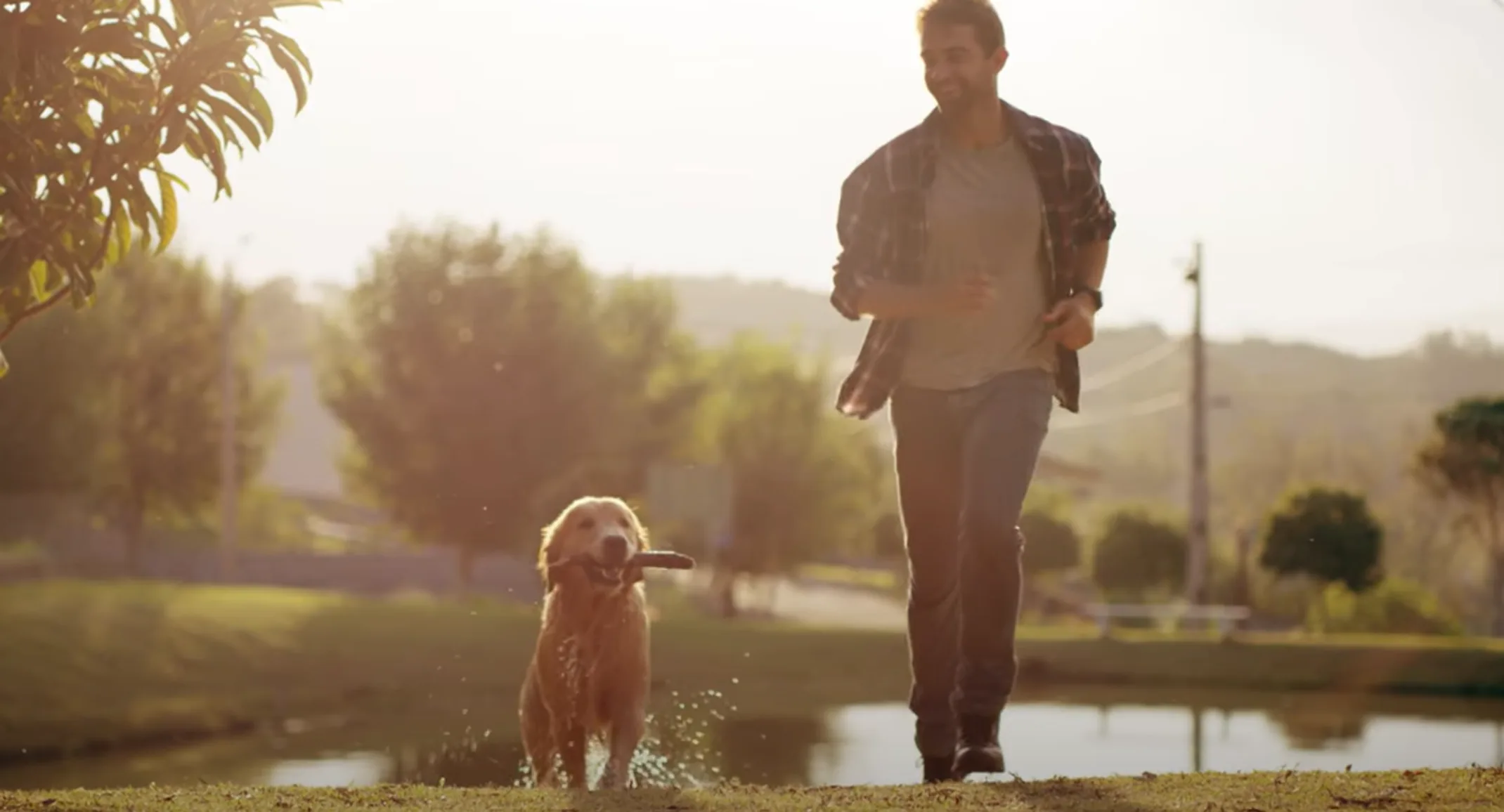 A dog that is wet and holding a stick in its mouth running with a man A dog that is wet and holding a stick in its mouth running with a man