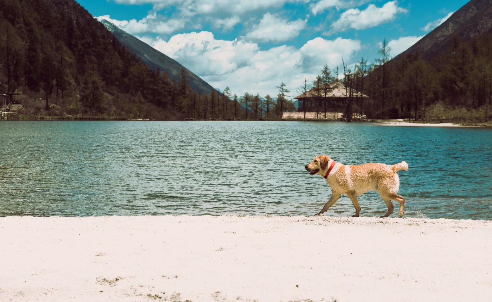 Dog in mountains on beach