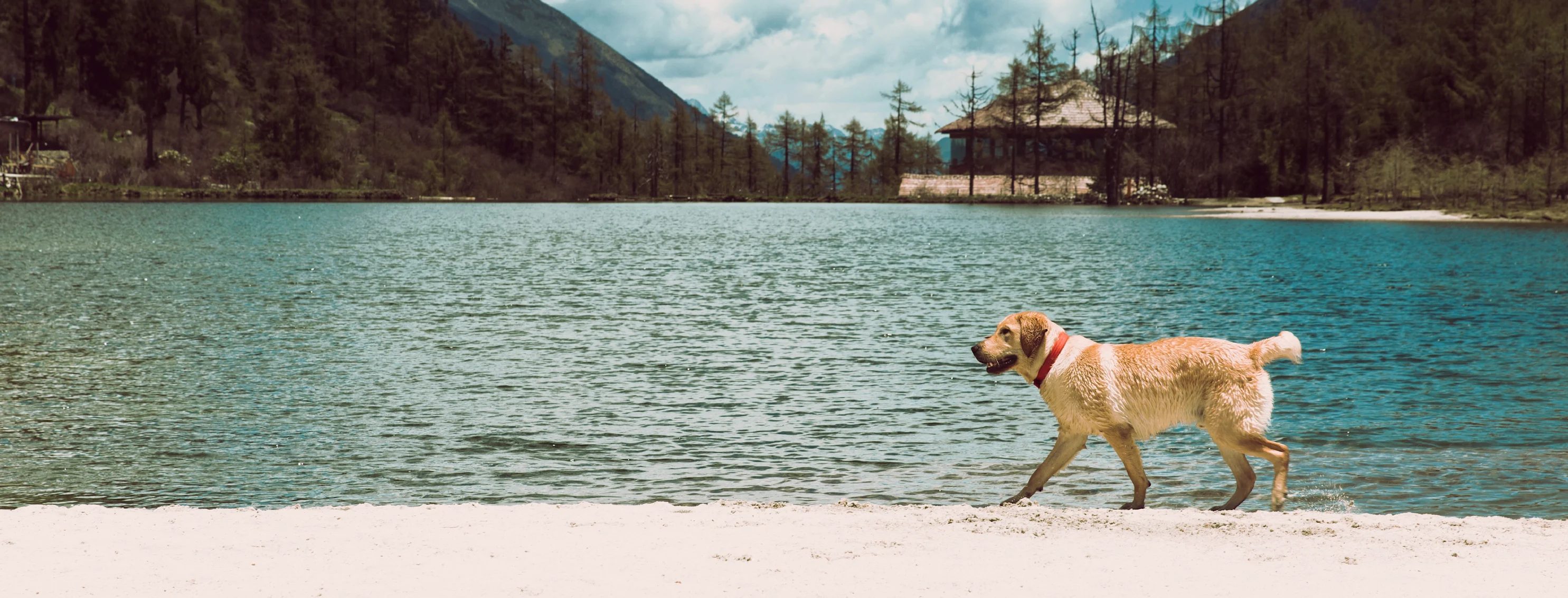 Dog in mountains on beach