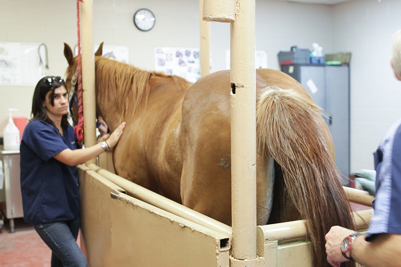 A staff member of Retama Equine Hospital standing next to a horse in a metal stall