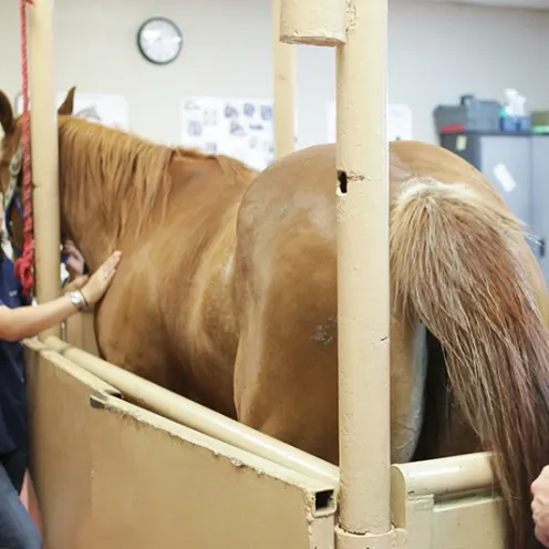 A staff member of Retama Equine Hospital standing next to a horse in a metal stall