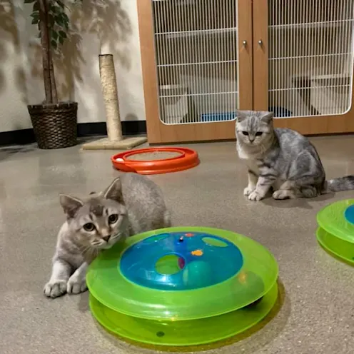 Cats with toys Cats with toys