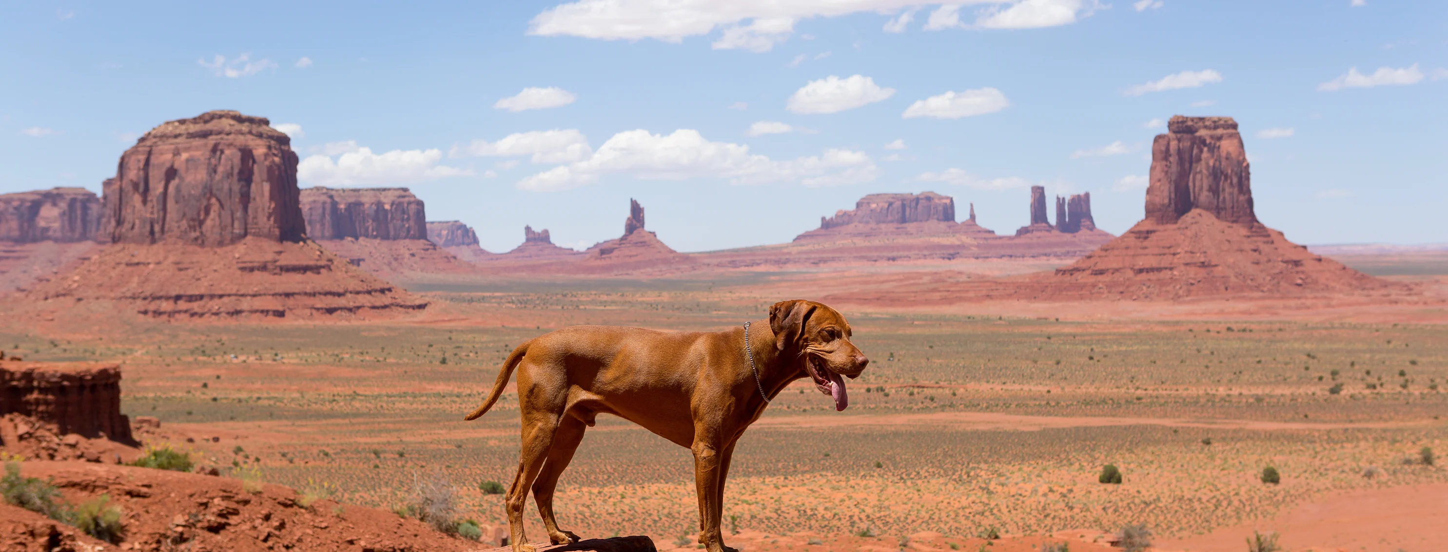 Dog standing on a cliff in a desert