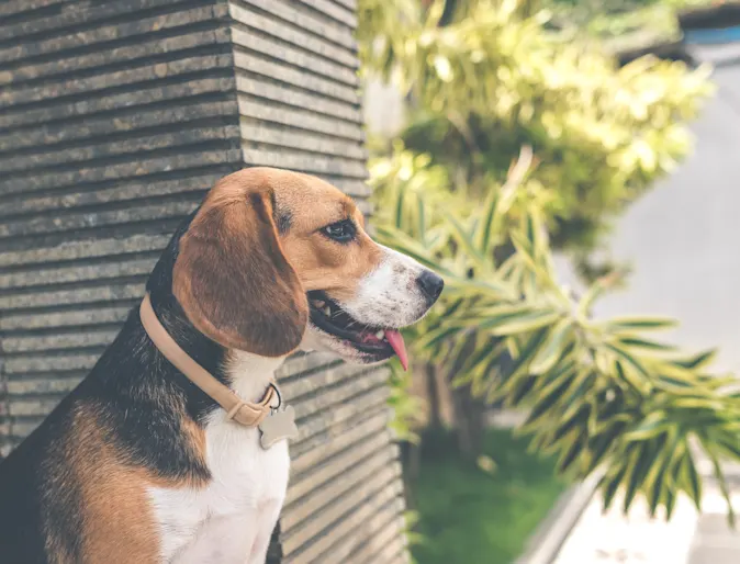 Dog in Plants