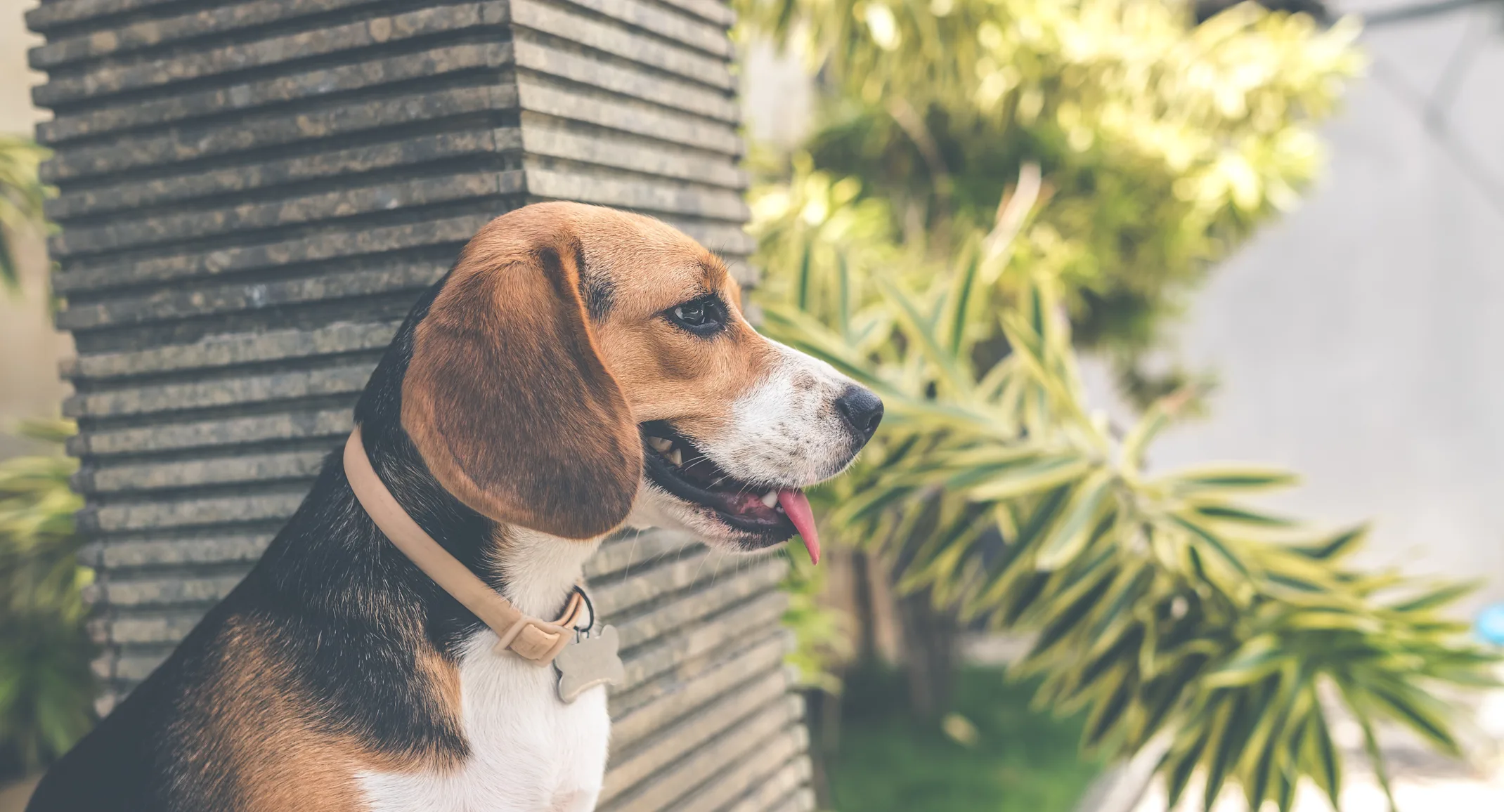 Dog in Plants