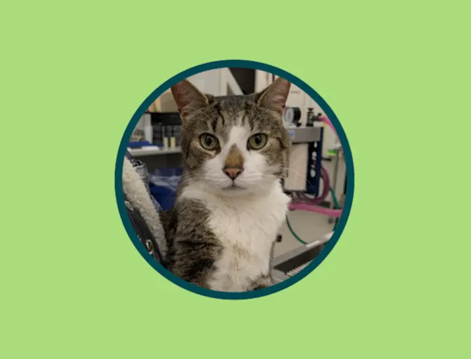 Mr. Collins, a domestic shorthair cat Mr. Collins, a domestic shorthair cat
