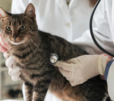 Two Veterinarians Examining a Brown Cat Two Veterinarians Examining a Brown Cat