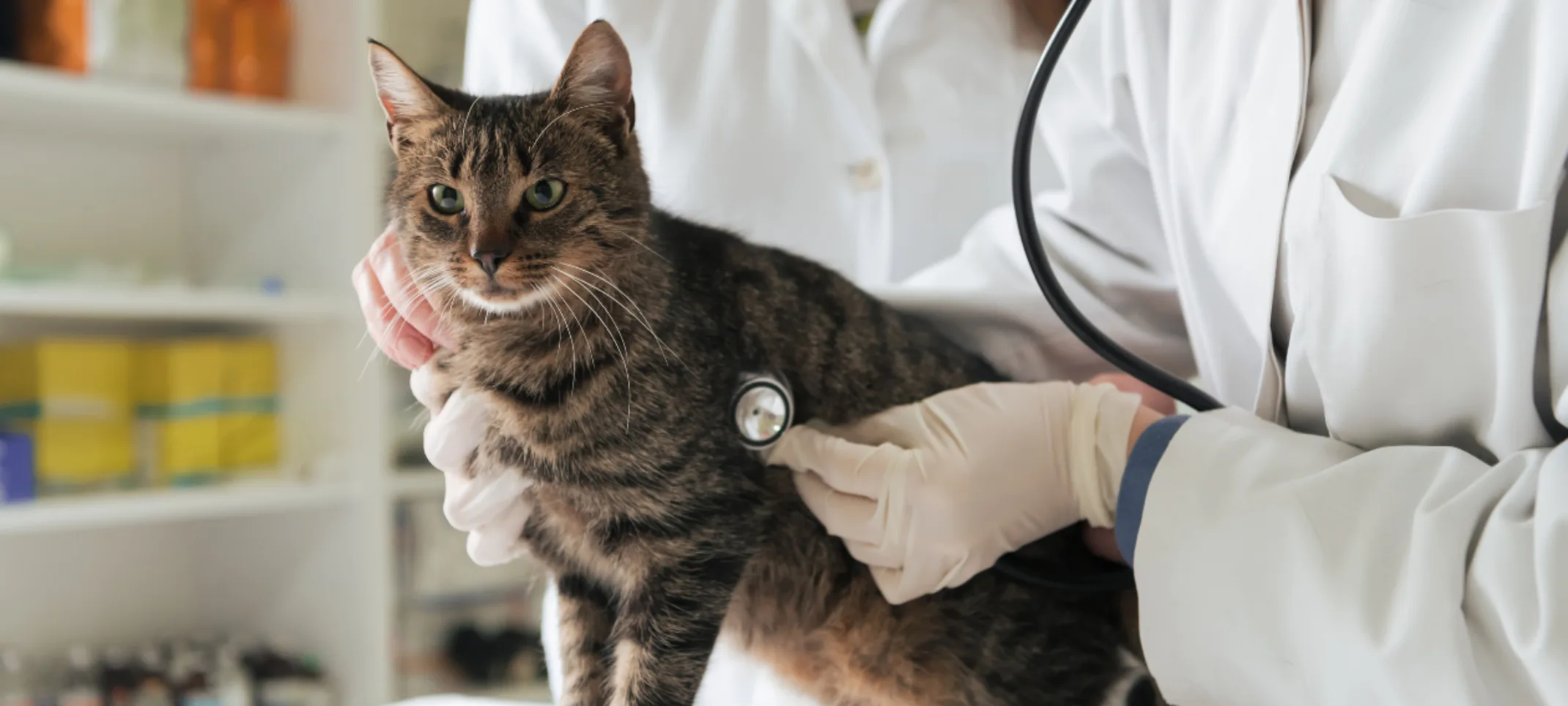 Two Veterinarians Examining a Brown Cat Two Veterinarians Examining a Brown Cat