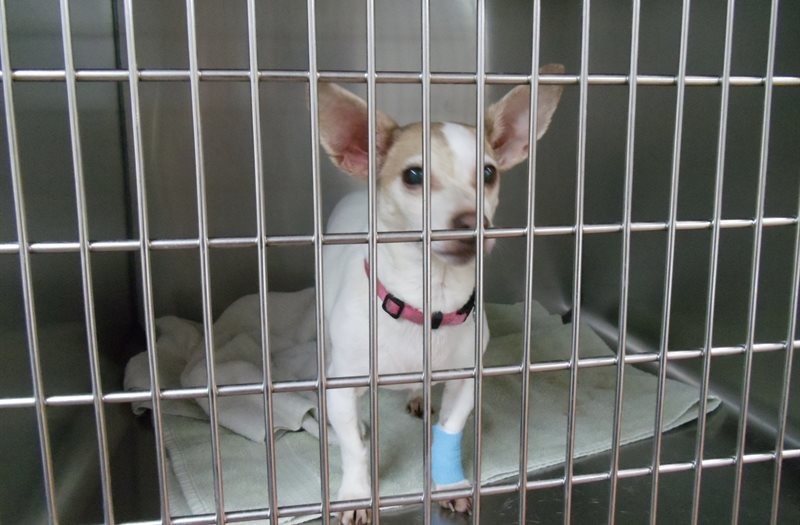 Coventry Animal Hospital Surgery