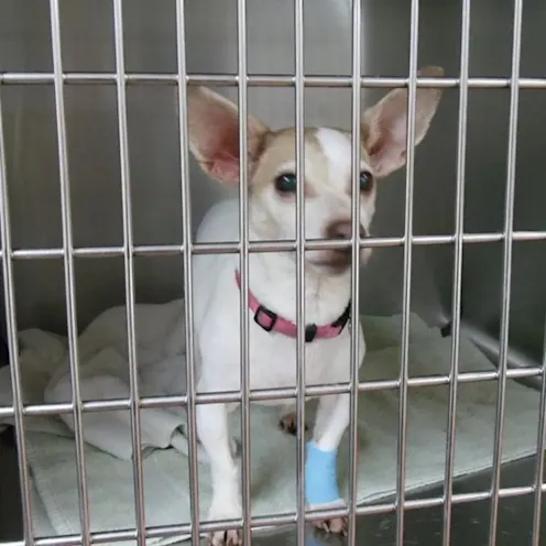 Coventry Animal Hospital Surgery Coventry Animal Hospital Surgery