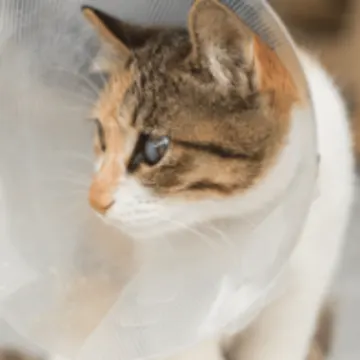Cat Wearing a Cone Cat Wearing a Cone