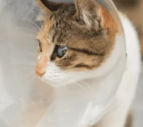 Cat Wearing a Cone Cat Wearing a Cone
