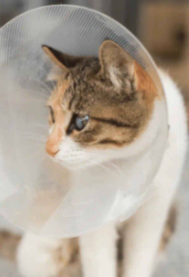 Cat Wearing a Cone Cat Wearing a Cone