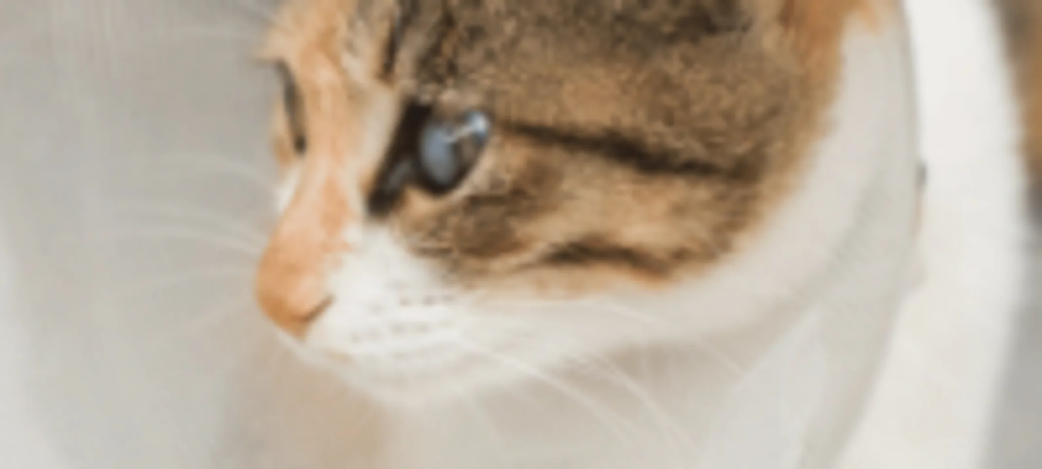 Cat Wearing a Cone Cat Wearing a Cone