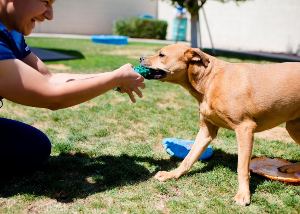 4 Paws Pet Resort Toy