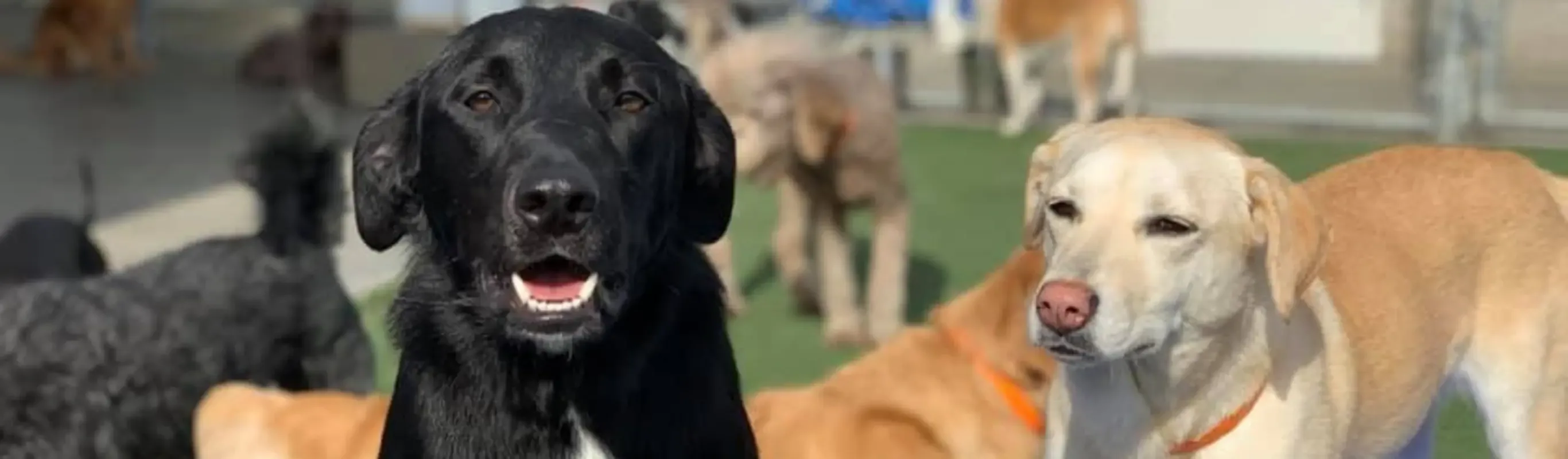 Two dogs hanging out