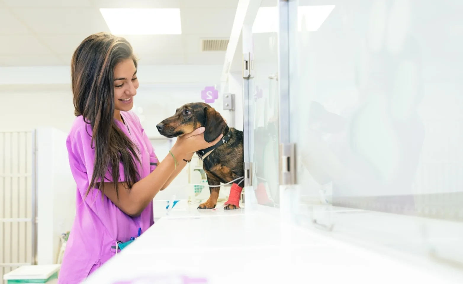 A veterinary professional petting a dachshund that has an IV in its leg A veterinary professional petting a dachshund that has an IV in its leg