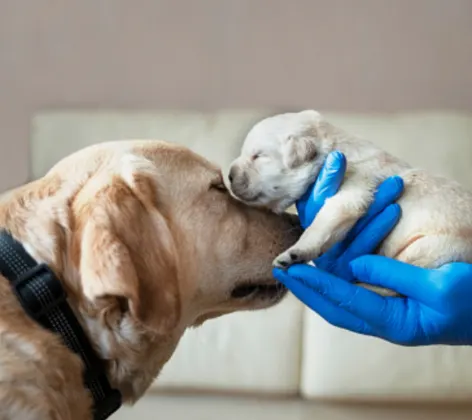 Yellow lab and puppy.