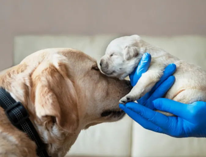 Yellow lab and puppy.