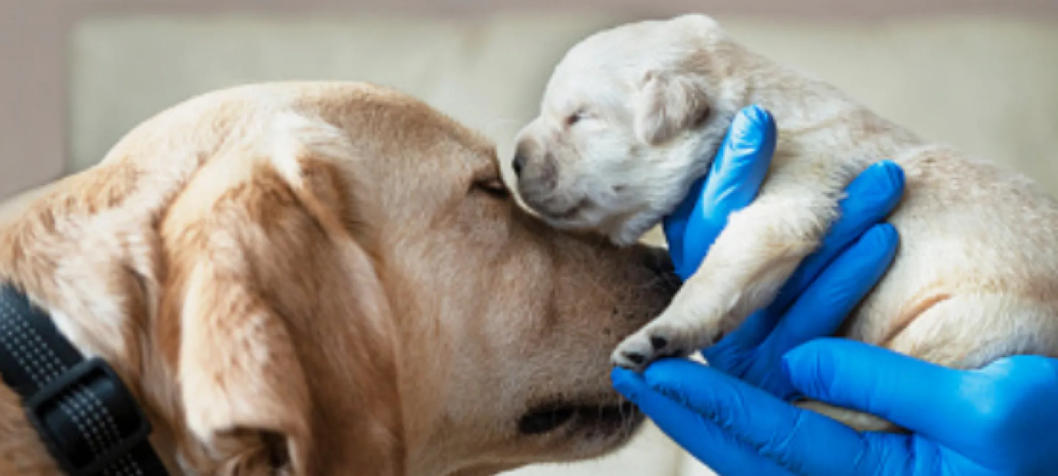 Yellow lab and puppy. Yellow lab and puppy.