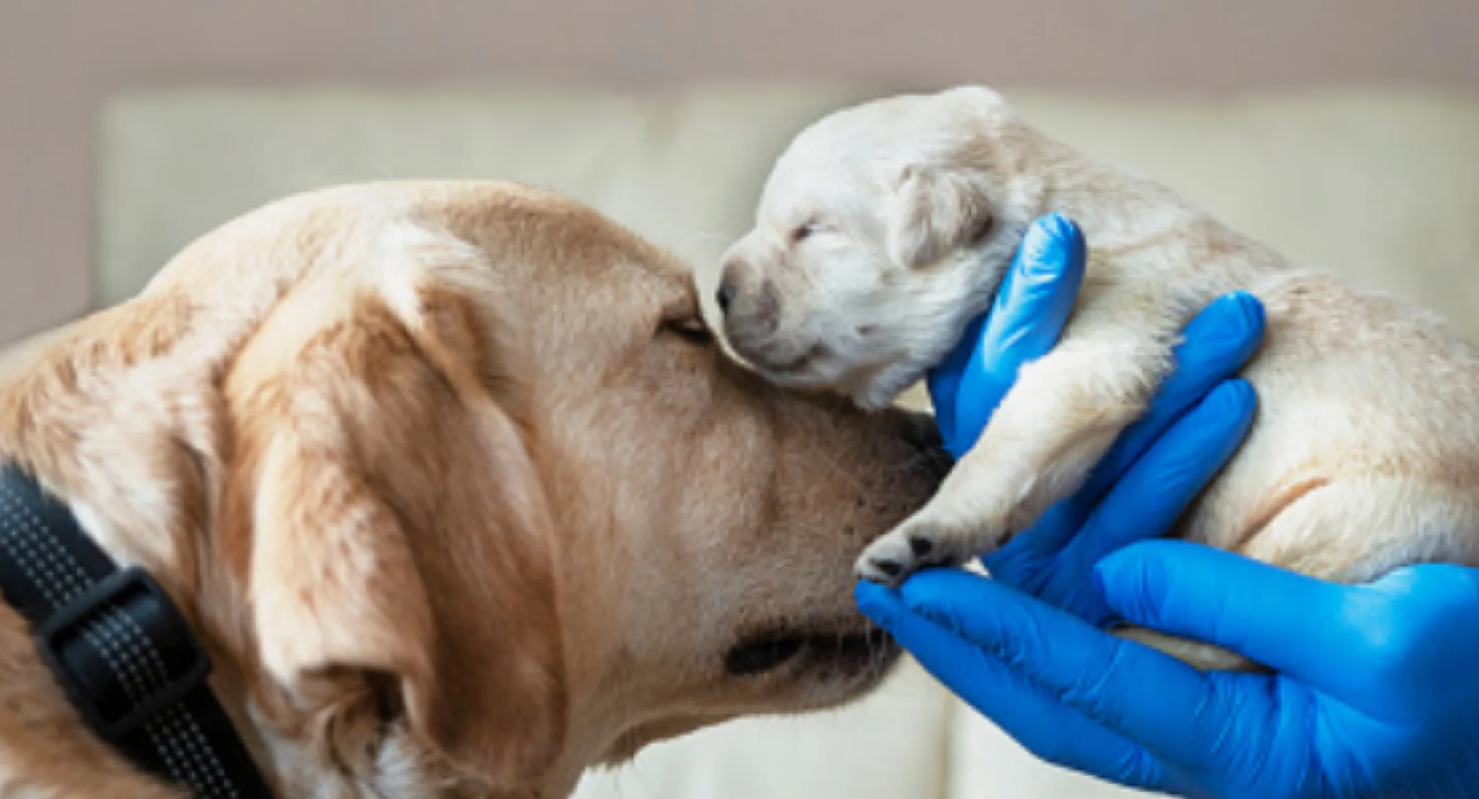 Yellow lab and puppy. Yellow lab and puppy.