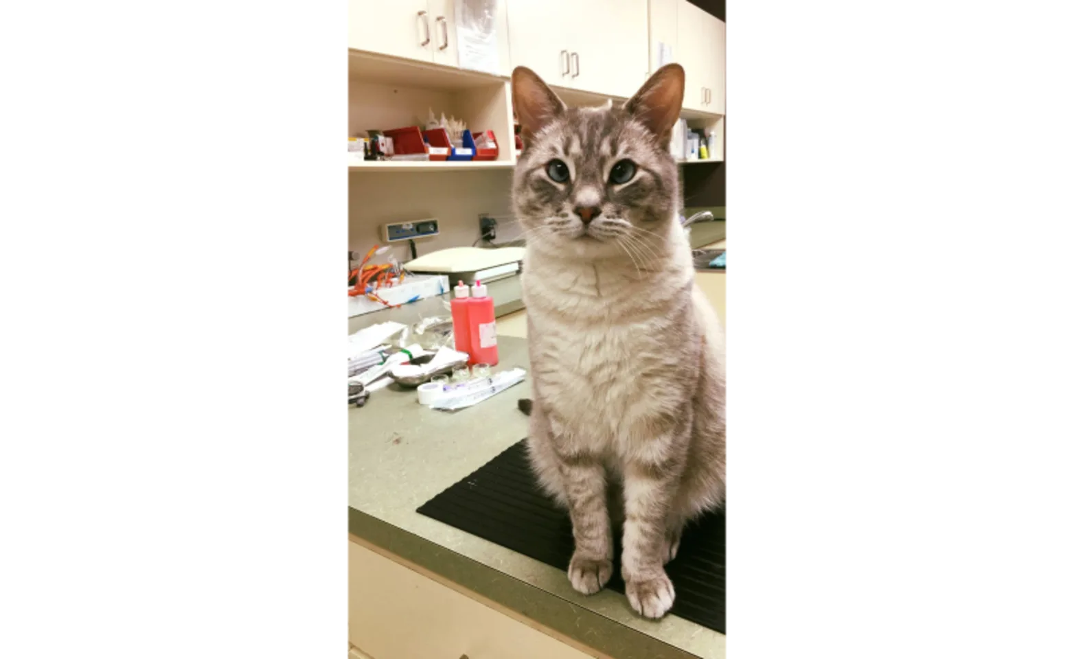 Ted (Cat) Ted (Cat)