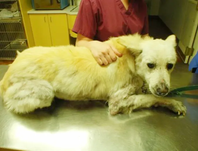 Dog laying on operation table Dog laying on operation table