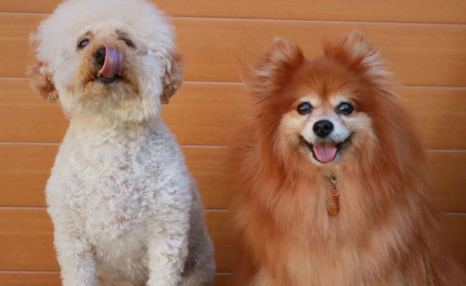 A small white dog and brown dog sitting next to each other