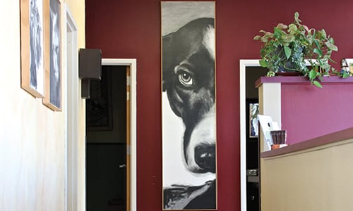 Hallway inside Evergreen Vet Clinic with a portrait of a dog and some doors