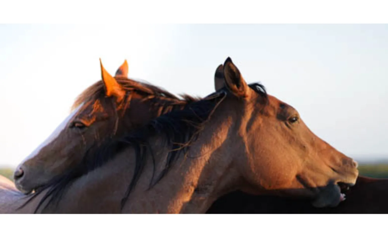 Two horses together Two horses together