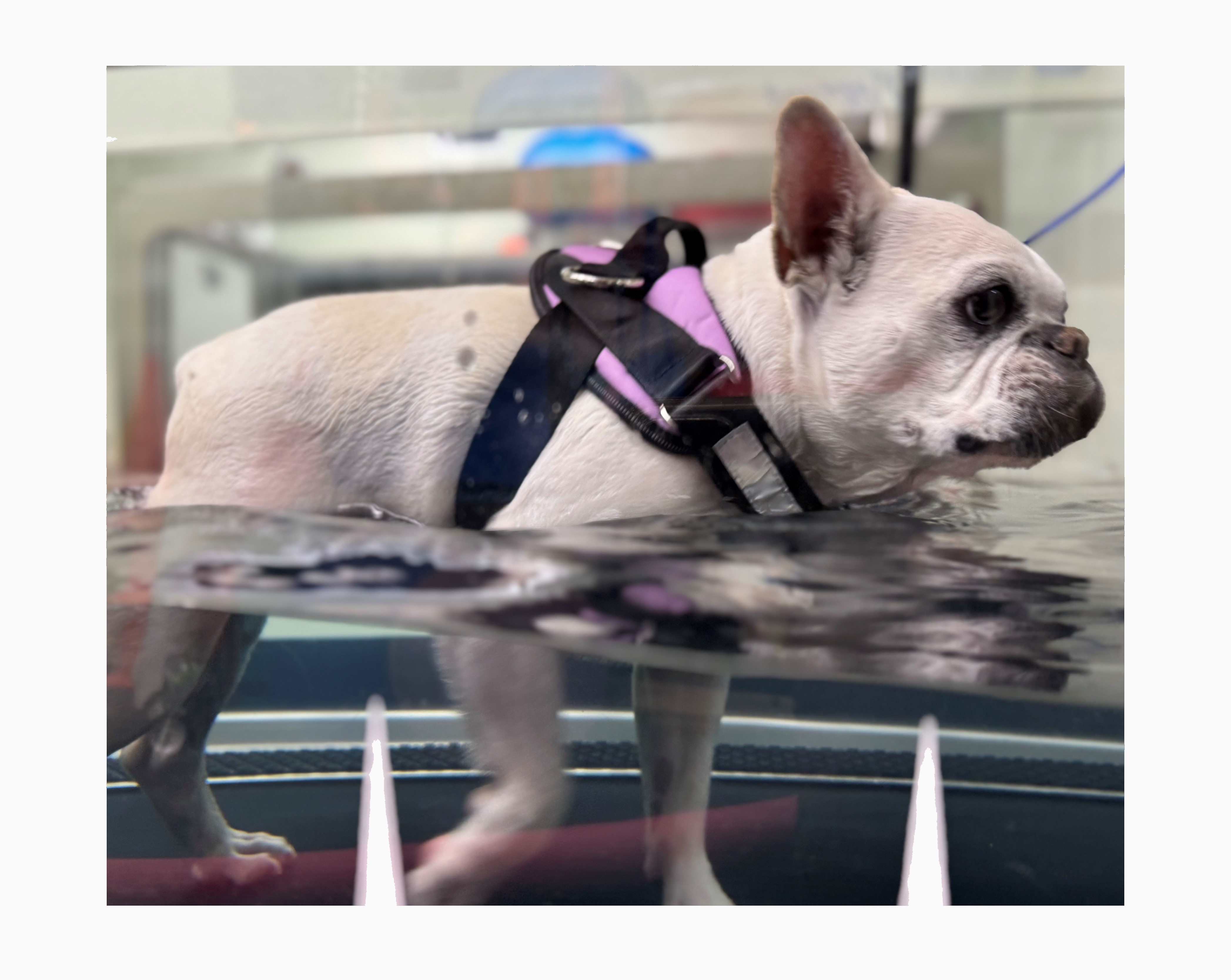 French Bulldog on Water Treadmill